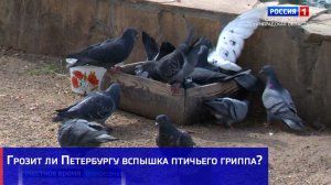 Грозит ли Петербургу вспышка птичьего гриппа?