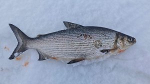 Это озеро может удивить, поймал сырка на Виб.