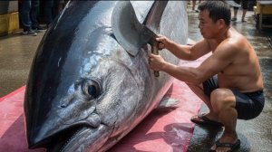 Большой голубой тунец, идеально нарезанный умелым мастером