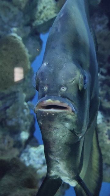 VID_20260203_164043.mp4