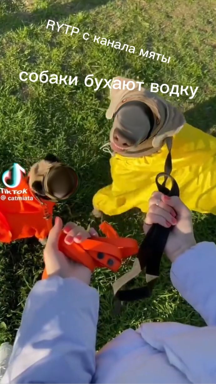 Собаки бухают водку RYTP с канала мяты