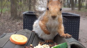 Незнакомая голодная белка