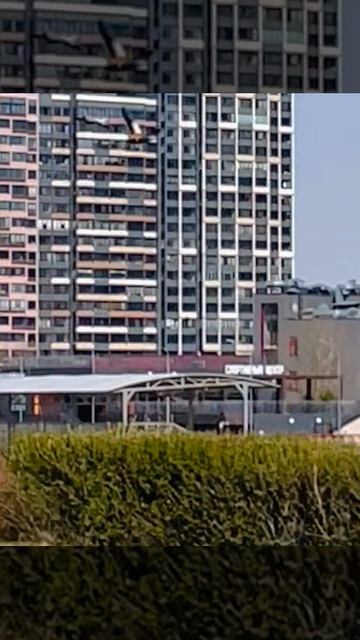 ОГАРЬ ( красная утка )