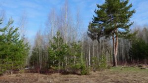 Поляна живописная
