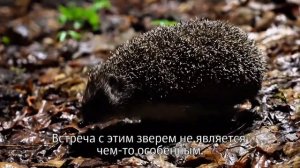 Встреча с диким ежом. Как себя вести в этой ситуации.