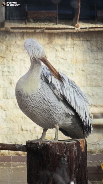 Пеликан чистит перья. Ленинградский зоопарк