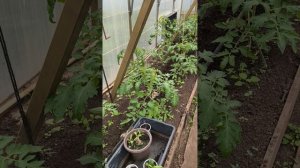 обзор теплицы 26 апреля #теплица #дача #садоводничество #огород #уходзатеплицей