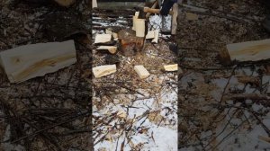 25 АПРЕЛЯ В КАРЕЛИИ: ПОСЛЕДНИЙ СНЕГ? ШОК! СЕЮ ГОРЧИЦУ И КОЛЮ ДРОВА