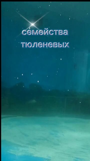 Нерпы в музее