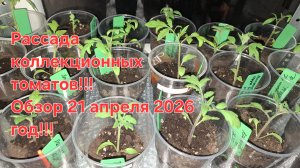 Обзор рассады на 21 апреля 2026 год!!!