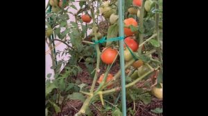 Мои растишки.