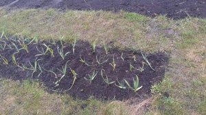 26.04.2026 Огород готов для посадок, но погода против работ.