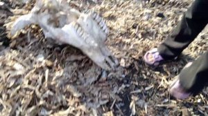 Бандитки.1 сезон .1 серия.