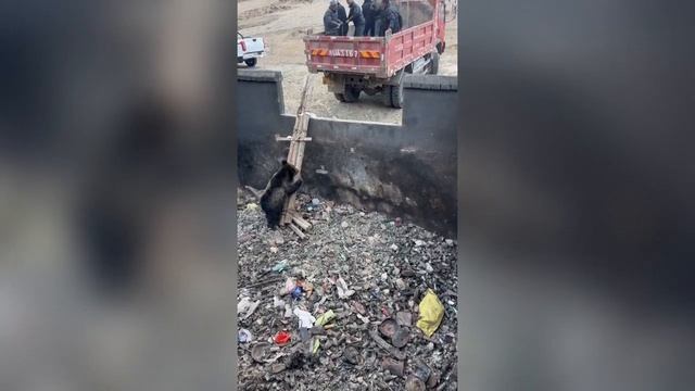 🐻 Спасение медведя в китайской провинции Сычуань
