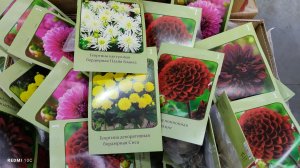 Новое поступление саженцев в наш Светофор