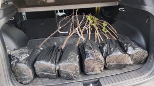 26-04-2026. Линолеум. Наши покупки. Купили яблони, вишню, черную смородину. Продукты.