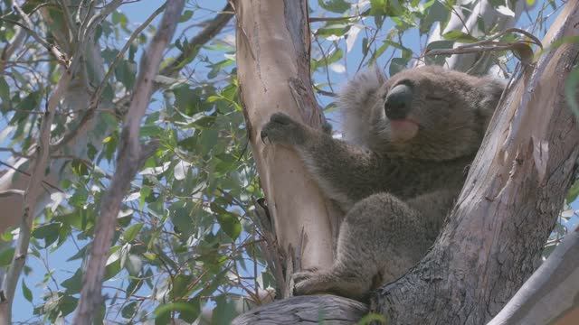 Коала. Обжоры по необходимости. Бедные дети