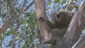 Коала. Обжоры по необходимости. Бедные дети