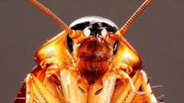 В Испании начался сезон кукарач