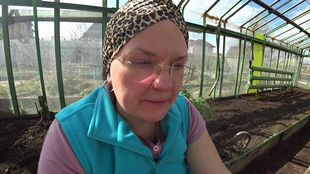 Стоит ли рано высаживать томаты в теплицу