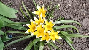 Реанимация замёрзшей розы правильно...