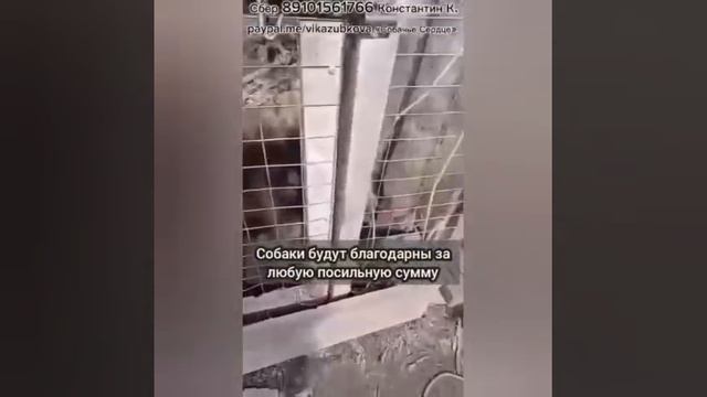 Помогите защитить Собак! Приют «Собачье Сердце» просит помощи...территорию приюта  атакуют клещи!!!