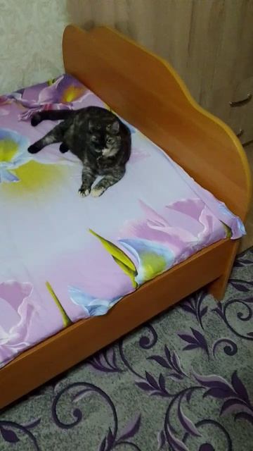 Когда вместо подушки кошка 🤣🤣🤣😊🥰