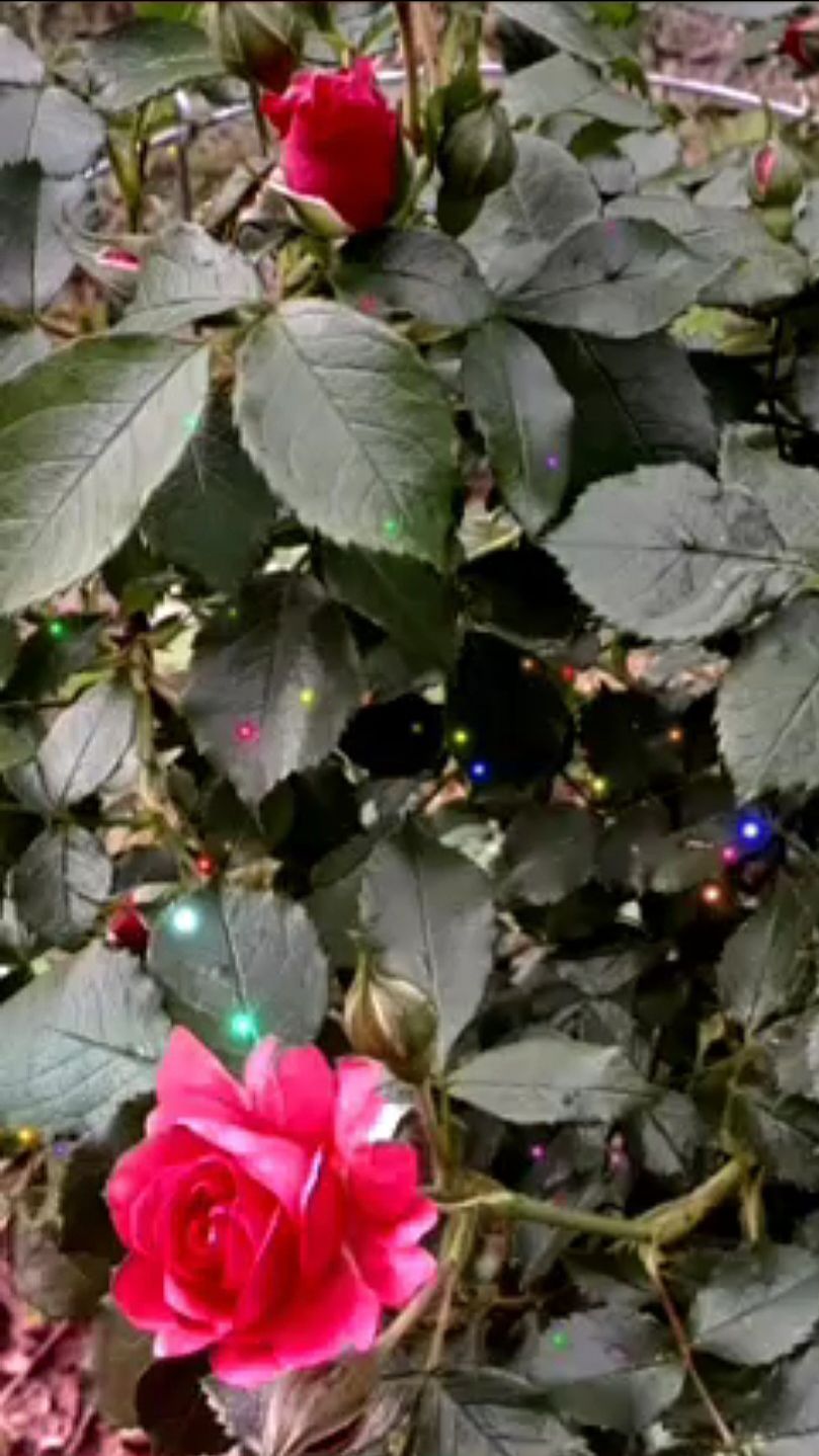 #РОЗА#ПЛЕТИСТАЯ#МОЛОДОЙКУСТИК