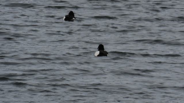 Лысуха и гоголи на Чёрном озере в Приоратском парке Гатчины