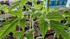 Мои секреты крепкой рассады: чем я кормлю томаты, чтобы они были крепкие и не болели