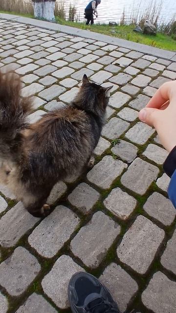 тресеровка