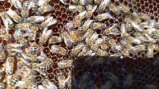 Очередное расширение двух маточной семьи собранной по методу Малыхина В.Е.