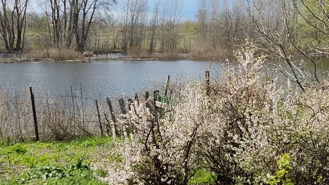 Цветёт Войлочная вишня Речка разлилась Красоты России