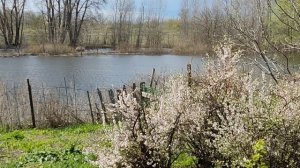 Цветёт Войлочная вишня Речка разлилась Красоты России