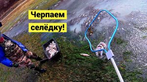 Море кормит! Селёдка пришла! Вода белая от молоки