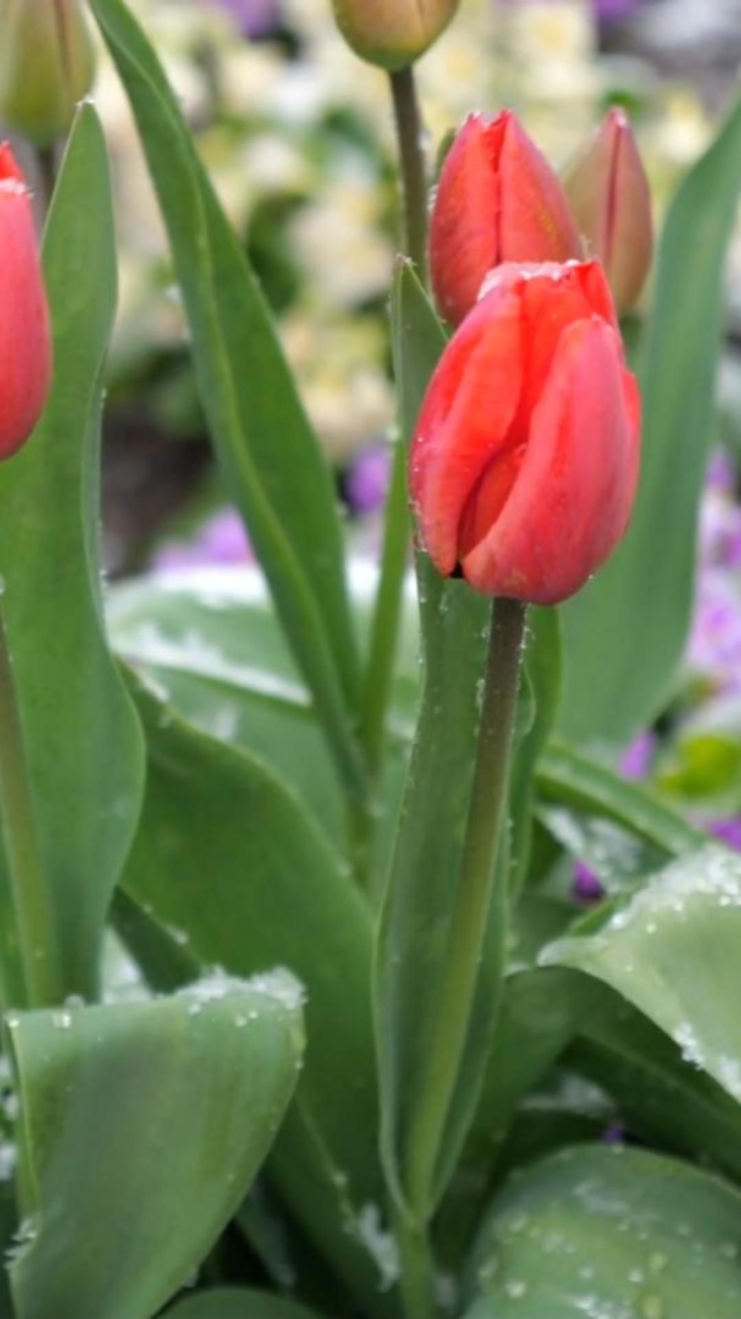 Только все расцвело и душа зарадовалась теплу и солнцу а тут снежок