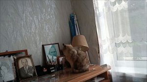 26.04.26. Какая весна такие и аисты😂 Я поймала злыдню. А за окном то дождь, то снег...