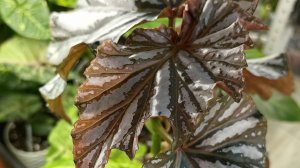 ИЗЛИШКИ БЕГОНИЙ, КОЛЕРИЙ, ХОЙ И ФИКУСОВ🍀☘️🌸🍀