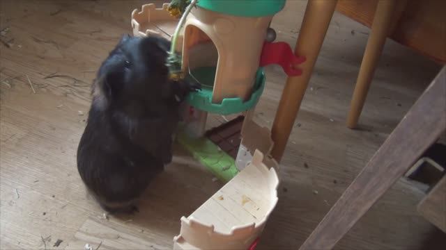 2024 Блэкки Одуванчики 21.04