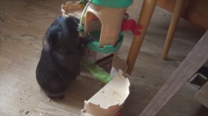 2024 Блэкки Одуванчики 21.04