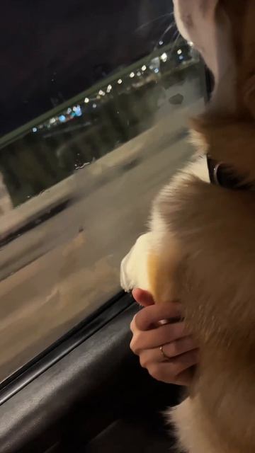 Будни Коржика 🧡
