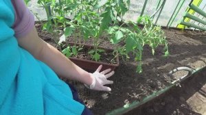 Стоит ли рано высаживать томаты в теплицу