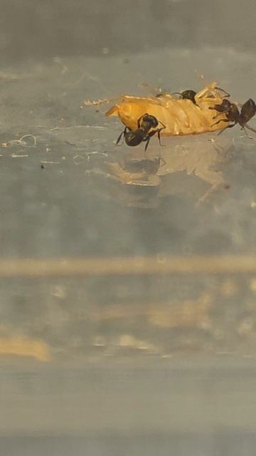 crematogaster castanea атакуют таракана