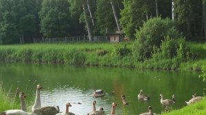 Звук природы. Пение Коноплянки в деревне у пруда