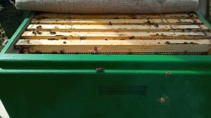 Пересадка пчел в новый улей 26 апреля 2026 года...