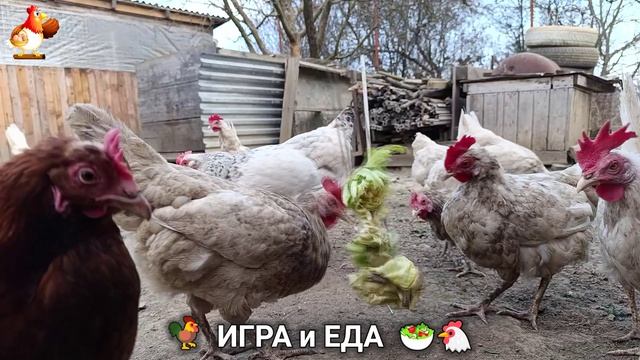 Кормление кур овощами и фруктами для зарядки и от скуки 🥗🐓🤗  (89)