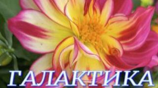 №1183/ ВЫСТАВКА цветов и ОРХИДЕЙ в Краснодаре