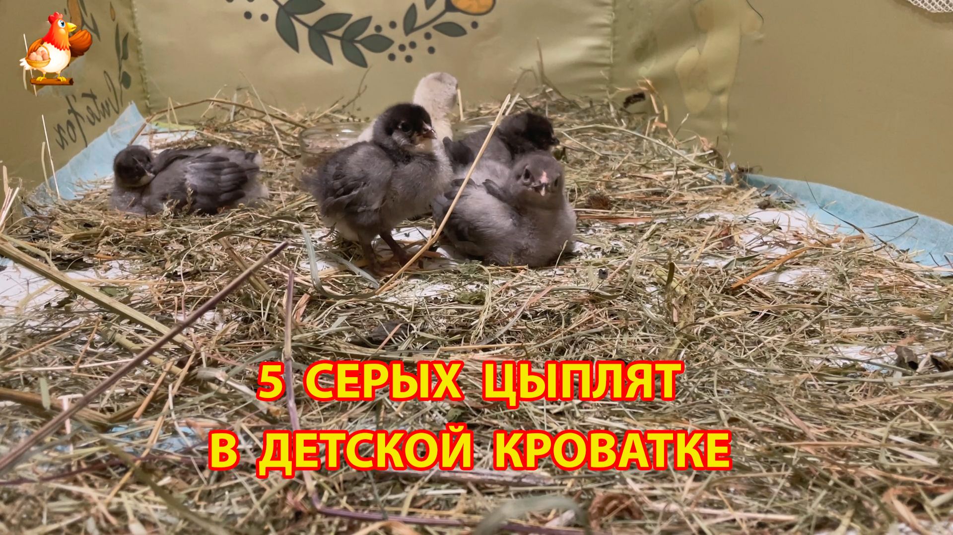 5 серых цыплят захватили детскую кроватку 🐥 (2)