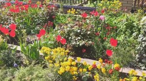 Цветущие растения в конце апреля!