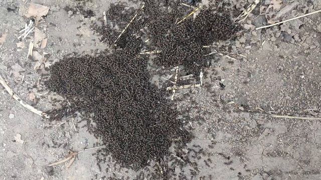 Муравьи создают новый муравейник